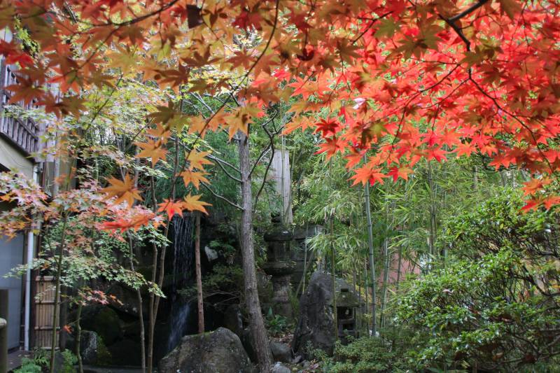 紅葉が見頃です