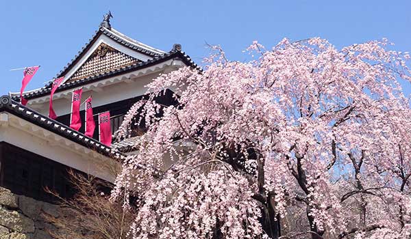 東信州の桜の開花状況